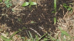 Najväčšie klastre hmyzov